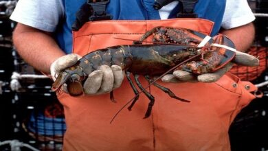 How has technology changed the lobster production industry