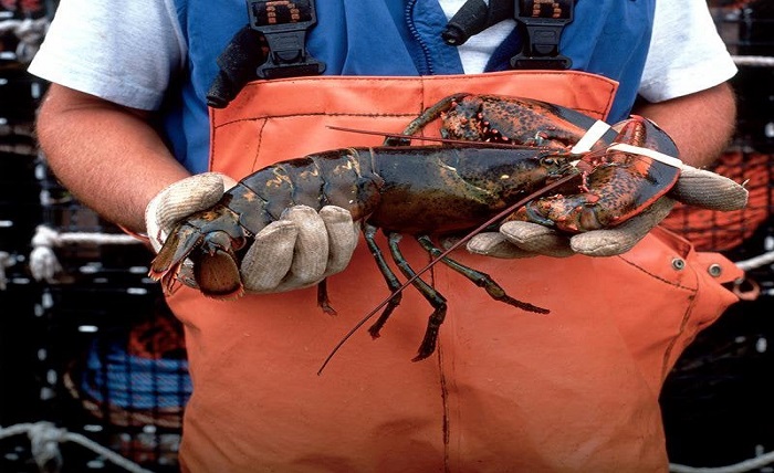 How has technology changed the lobster production industry